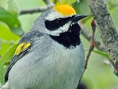 paruline à ailes dorées golde-winged warbler