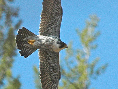 Faucon pèlerin - peregrine falcon
