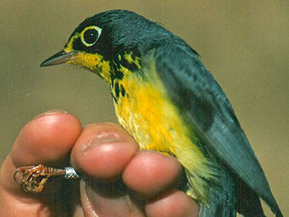 paruline du Canada, Canada's warbler